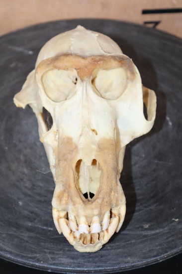 BABOON Skull