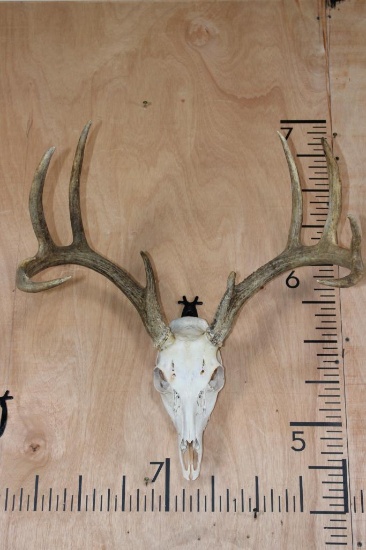 10-Point WHITETAIL DEER Skull with All its Teeth