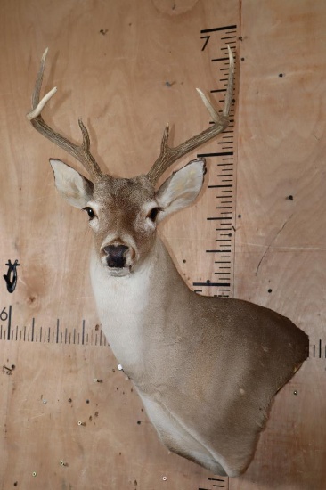 6-Point WHITETAIL DEER Wall Pedestal Mount