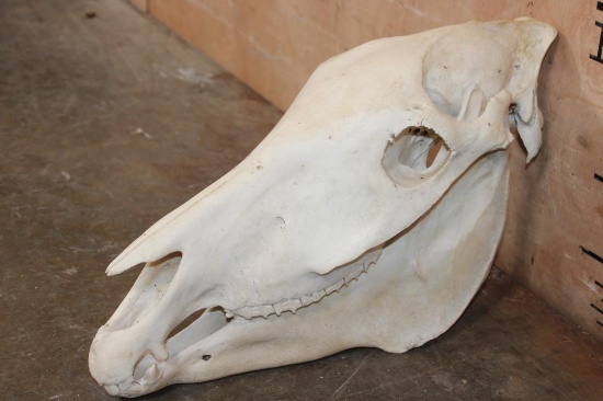 ZEBRA Skull