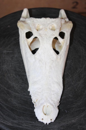 Small CROCRODILE Skull
