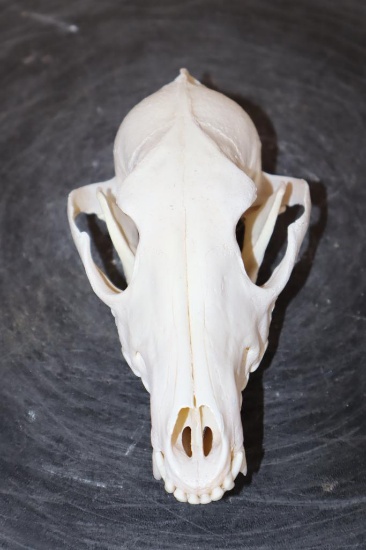 BLACK-BACKED JACKAL Skull