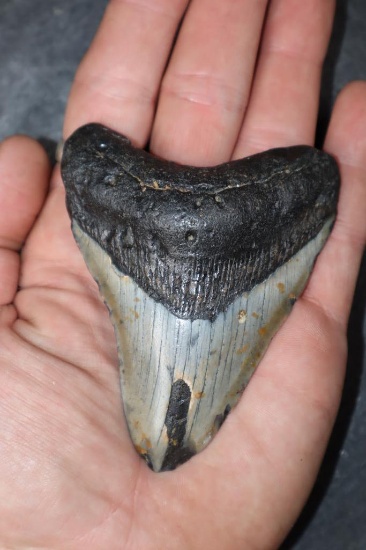 Big MEGALODON Shark Tooth Fossil Specimen