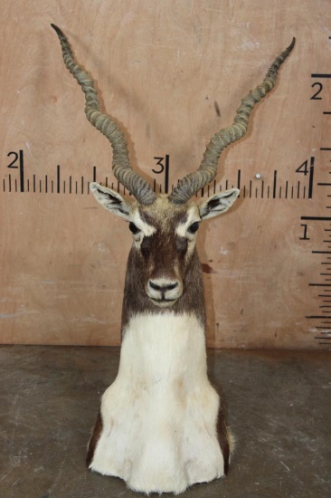 BLACKBUCK Floor Pedestal Mount