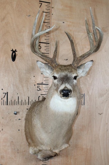 9-Point WHITETAIL DEER Shoulder Mount