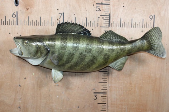 XL Reproduction WALLEYE Fish Mount