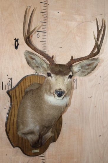 9-Point MULE DEER Shoulder Mount on a Wood Plaque