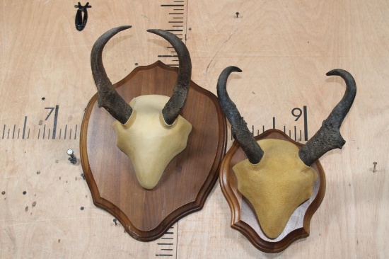 (2) PRONGHORN Horn Sets on Wood Plaques