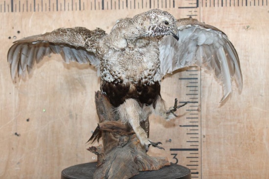 SAGE GROUSE Bird "Taking Flight" on a Driftwood Base