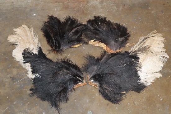 Set of OSTRICH Wings on a 4 Sections of Skin