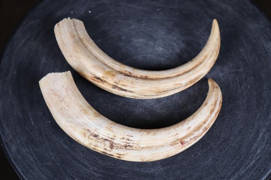 Big Set of (2) WARTHOG Upper Tusks