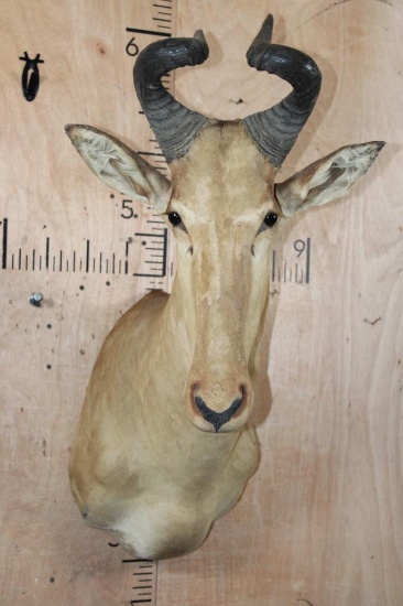 LICHTENSTEIN'S HARTEBEEST Shoulder Mount