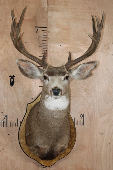 10-Point MULE DEER Shoulder Mount on a Wood Plaque