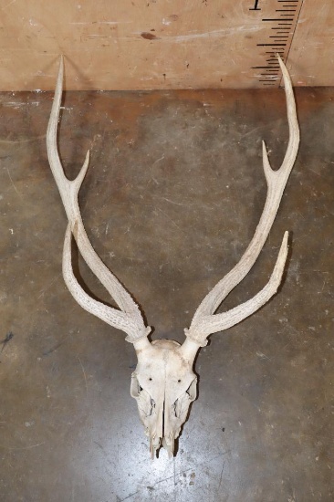 AXIS Skull with No Nose Cone
