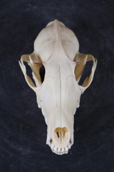 GREY FOX Skull with All its Teeth and No Glued Jaw