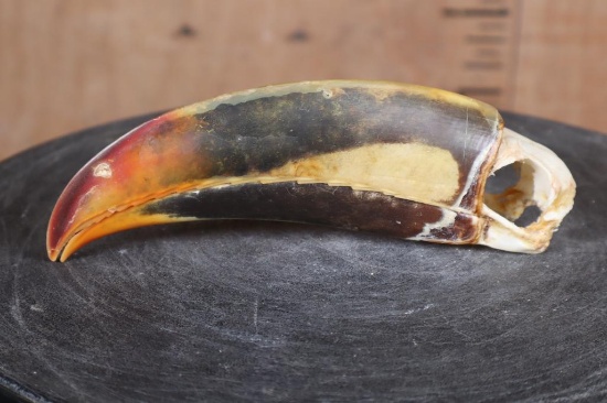 TOUCAN Skull with a Glued Jaw