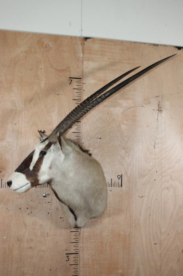 GEMSBOK Shoulder Mount