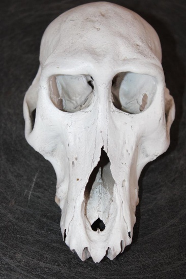 Female BABOON (Upper) Skull with No Jaw and Some Teeth