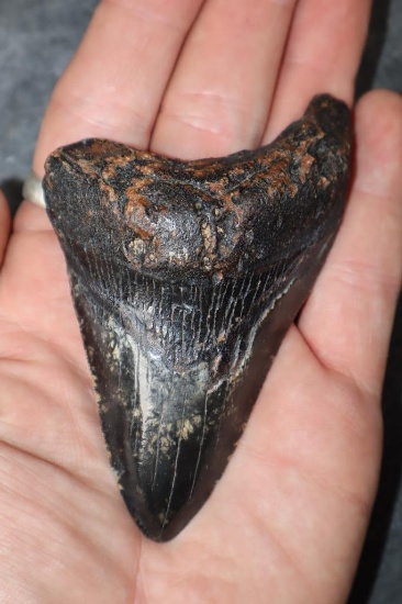 Big MEGALODON Shark Tooth Fossil Specimen