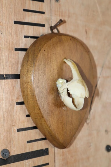 PARROTFISH Beak Displayed on a Wood Plaque