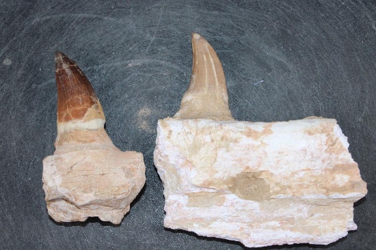 (2) Big Fossilized Fully Rooted MOSASAUR Teeth in 2 Jaw Sections