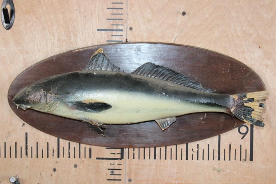 *Real Skin* COBIA FISH Mounted on a Wood Plaque