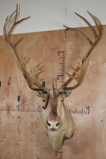 XL 28-Point CARIBOU Shoulder Mount