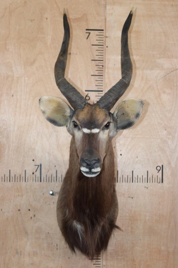 NYALA Shoulder Mount