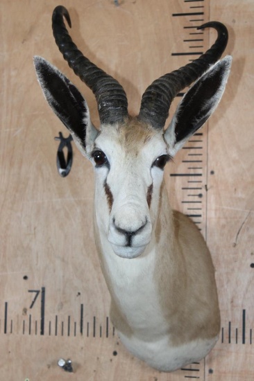 Big South African SPRINGBOK Shoulder Mount