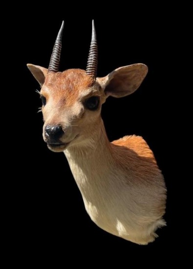 *Rarely Seen* Trophy Size African SUNI ANTELOPE Shoulder Mount