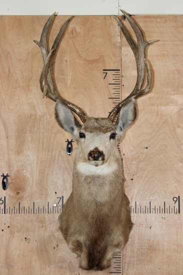 9-Point MULE DEER Shoulder Mount with a Tall Basket
