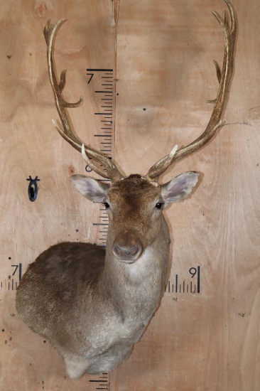 16-Point FALLOW DEER Wall Pedestal
