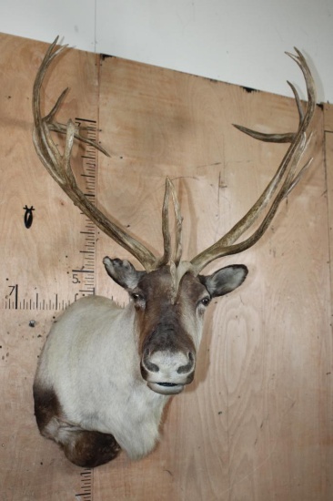 Big 25-Point CARIBOU Shoulder Mount