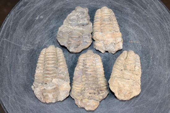 (5) Big TRILOBITE Fossil Specimens