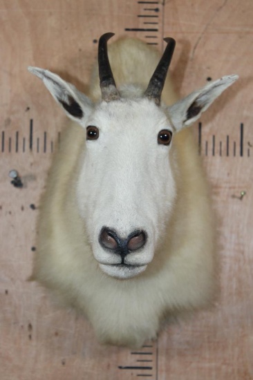 MOUNTAIN GOAT Shoulder Mount