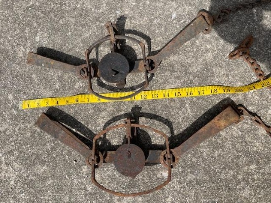 (2) Very Old Victor Double Long Spring TRAPS with Long Chains