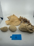 Lot of Various Sea Shells and Corral