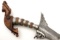 Very Fine 19th C. Philippine Talismanic Datu's Moro KRIS Sword ~ Fabulous Large Carved Pommel ~ Engr