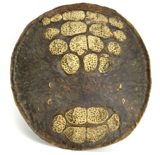 Very Impressive 19th - early 20th C. African Ethiopian War Shield