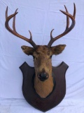 Whitetail Buck 8 Point Antler Rack, Taxidermy UNABLE TO SHIP
