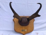 1962 Kaycee Whyoming Prone Horn Buck