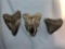 Lot of x3 Megalodon Shark Teeth, Found at Blind Pass Beach, Sanibel Island, Florida