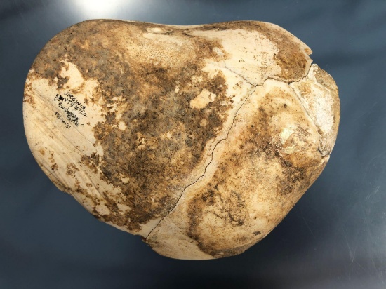 HIGHLIGHT Rare Shell Gorget, Wythe Co., VA "B. Site", 5 7/8" Wide