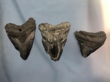 Lot of x3 Megalodon Shark Teeth, Found at Blind Pass Beach, Sanibel Island, Florida