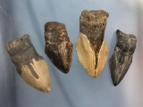 x4 Megalodon Shark Teeth, Monacacy River, MD, Found on Native Sites