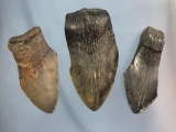 x3 Megalodon Shark Teeth, Monacacy River, MD, Found on Native Sites