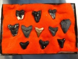 Lot of 11 Megalodons, Found by Titus Enders, Florida, Longest 2 1/4