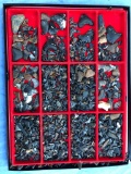 Trays Fossils, 100's Shark Teeth, Found at Blind Pass Beach, Sanibel Island, Florida 2003 Enders