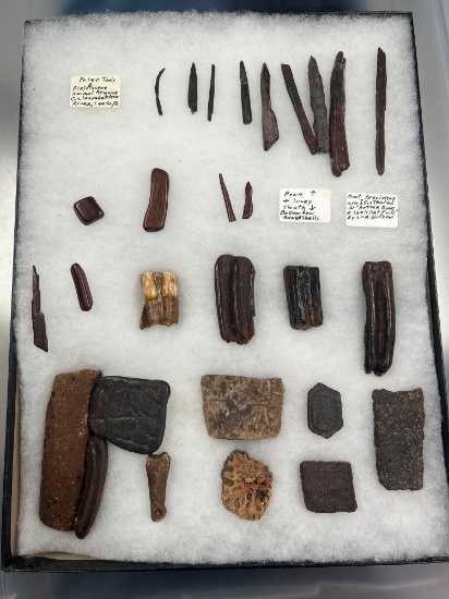 Ancient Bone Tools+Animal Parts, Caloosahatchee River Lee Co., Florida, PICTURED Lar Hothem's Antler