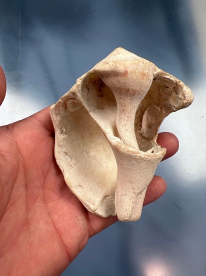 Conch Shell Dipper, 3 3/4" Long, Southeastern US Find. Ex: Summers